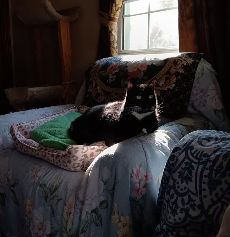 My rescue Taz of 8yrs