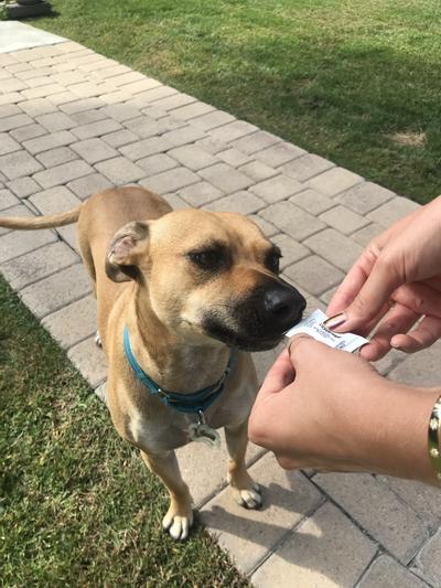 I also give it to her as a treat and squeeze it right to her mouth