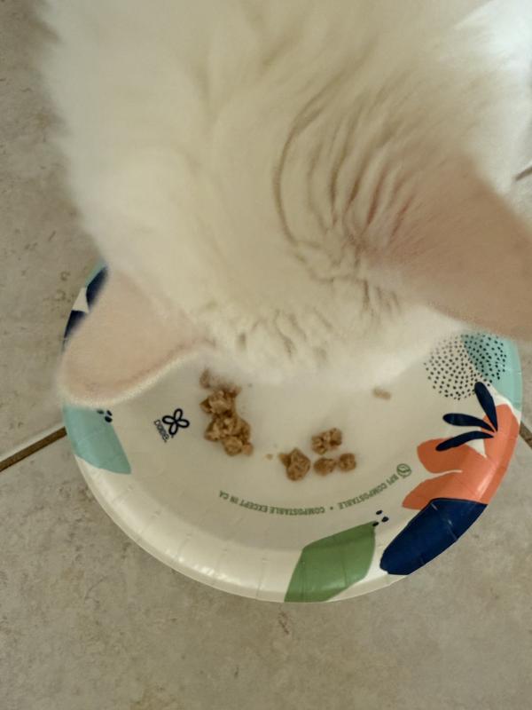 Gemma loved this cat food