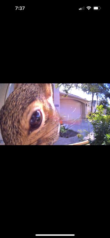 First visitor. Squirrel.