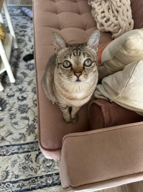 Wisdom Panel Complete Cat DNA Test