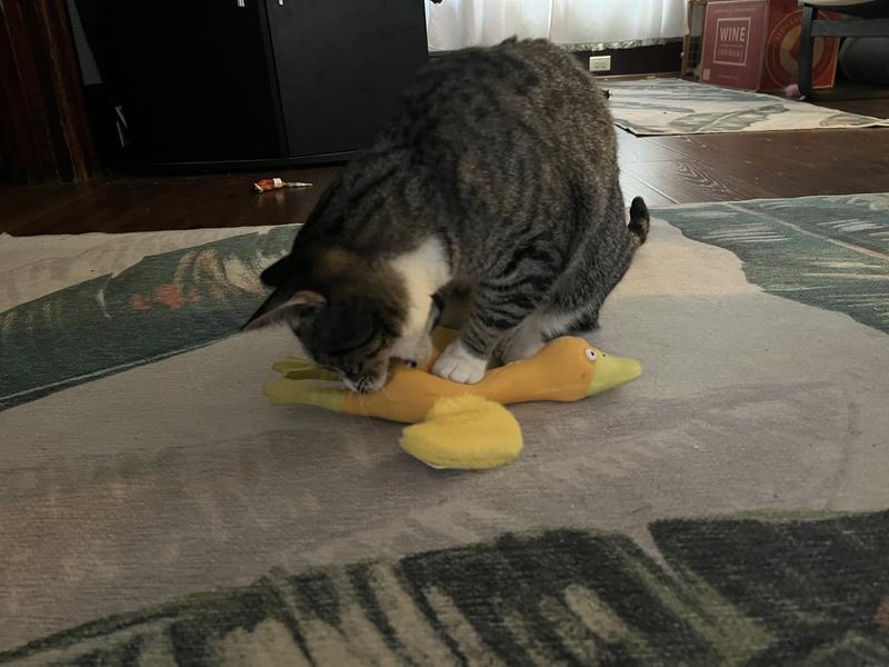 My cat enjoyed playing with her “kill”