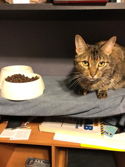 Victor cat food reviews hotsell