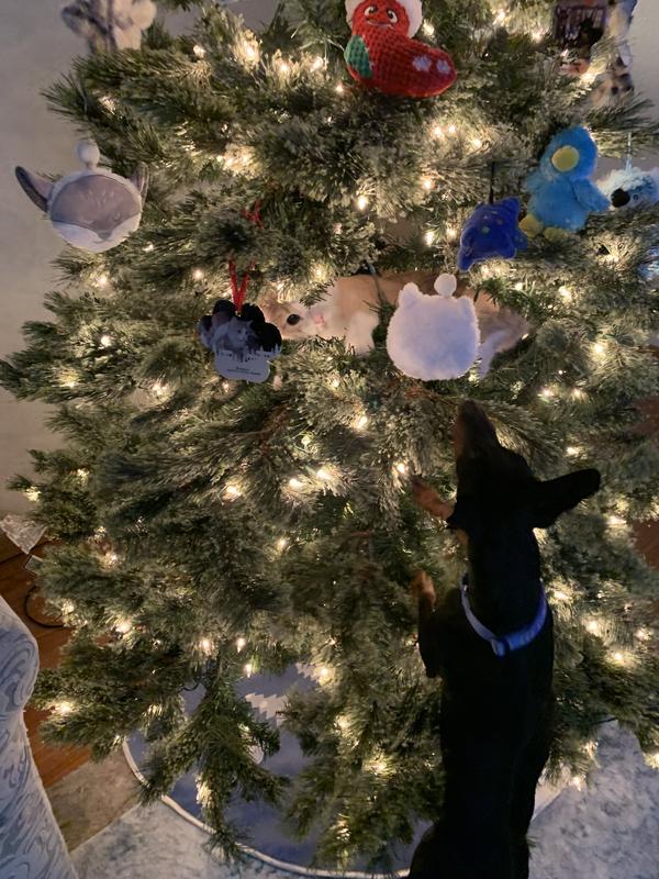 Romeo has his face right next to his ornament on the tree