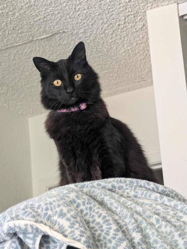 Gigi wearing the collar, before the fuzz-stage.