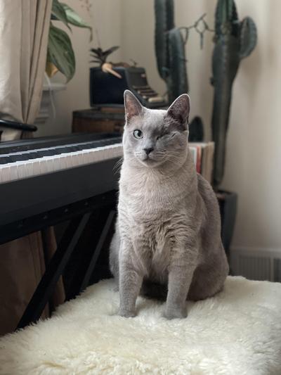 photo of the spoiled cat in question!