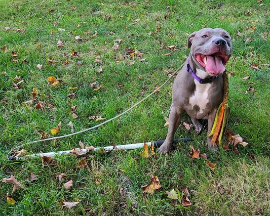 KriToy flirt pole for dogs, dog chew toys, durable dog rope toys