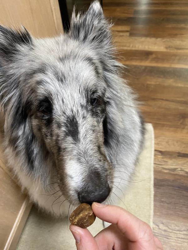 Dog with chew