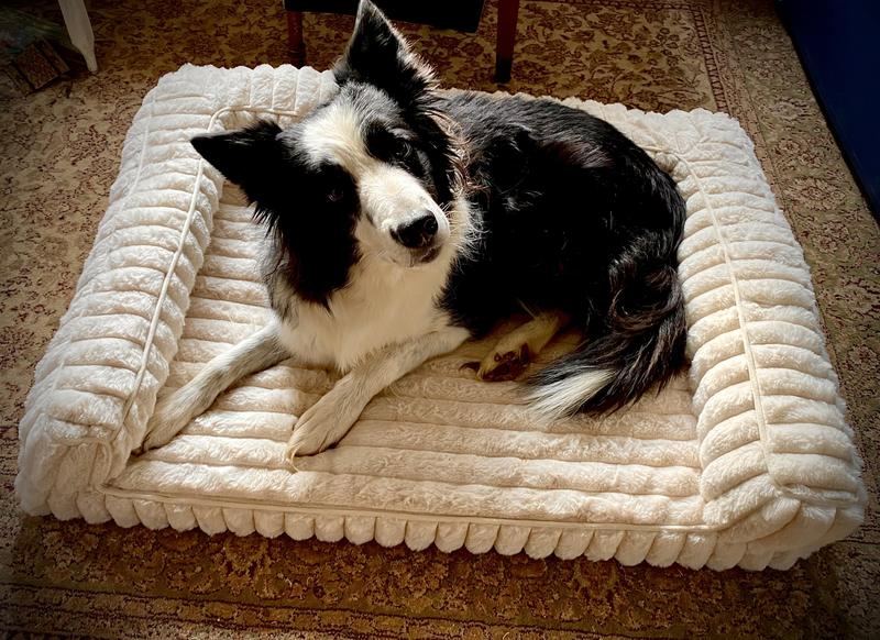 Lassie loves her new bed ❤️