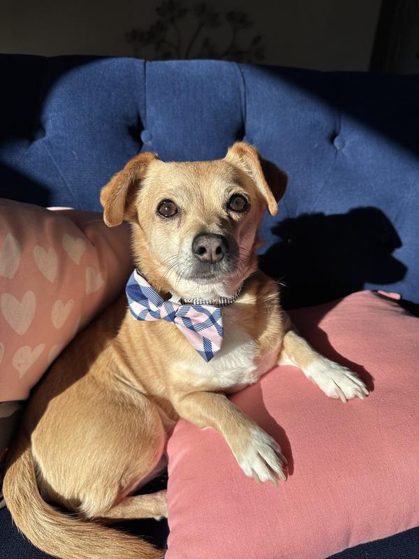 She’s around 14 lbs and looks adorable wearing it.