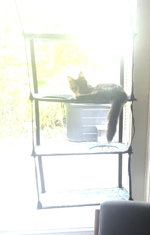 Samson enjoying the view.