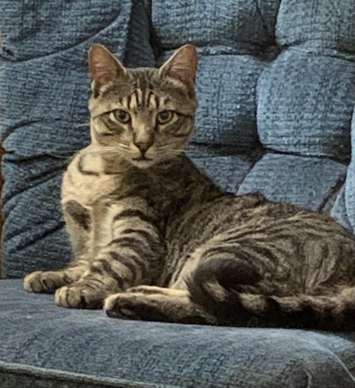 FRISCO 62in Modern Cat Tree & Condo, Gray