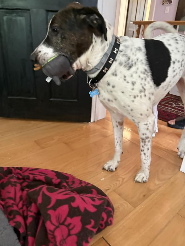 Loving his new toy and definitely not sharing!