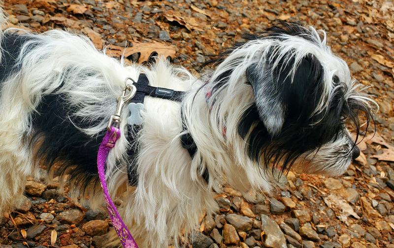 Guppy in her harness, side view.
