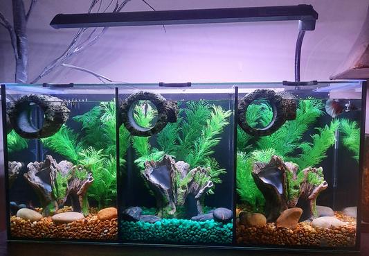 AQUA ONE Betta trio - 8,4 gallons - Aquarium Expert