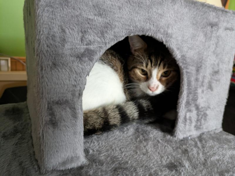 My largest cat 16 lbs fit fine!  He loves it!