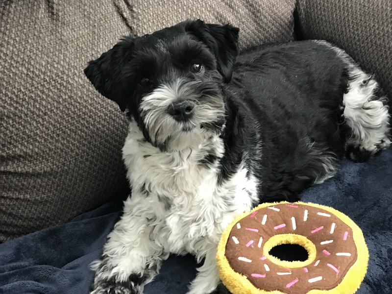My handsome boy   He loves his toys  and isn’t as aggressive now as a puppy. Thanks
