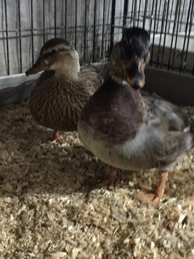 4 Ways to Keep Your Ducks and Geese Happy and Healthy – Mazuri