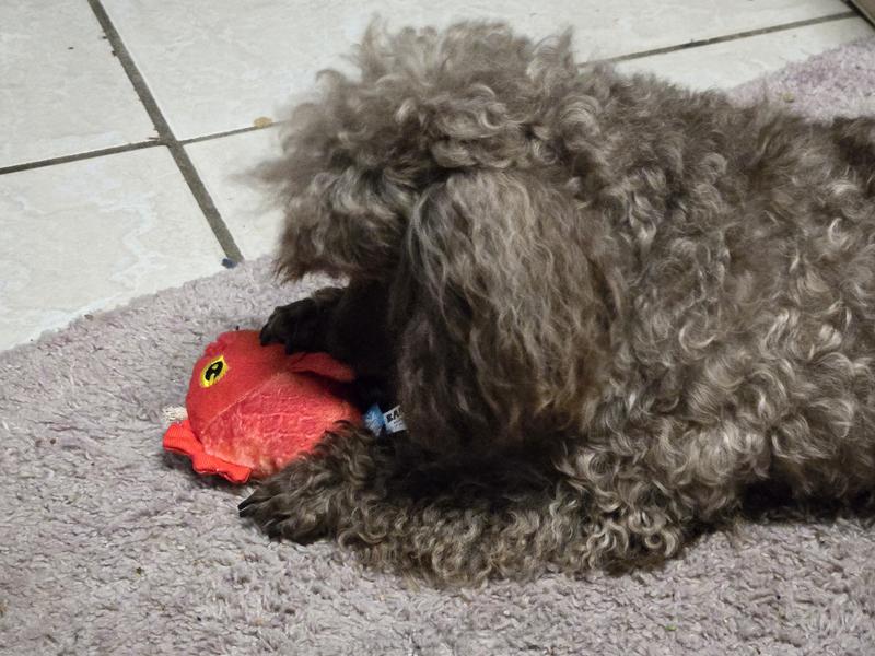 BARK The Groupers 3-in-1 Squeaky Plush Dog Toy - Chewy.com