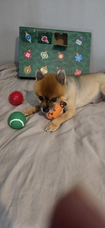 Jax with his new plush toy from his advent calendar