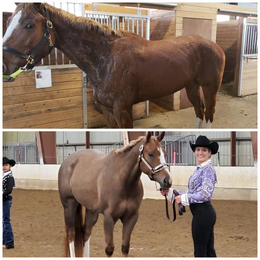 DAC Bloom Coat Care & Weight Gain Powder Horse Supplement, 40-lb bucket ...