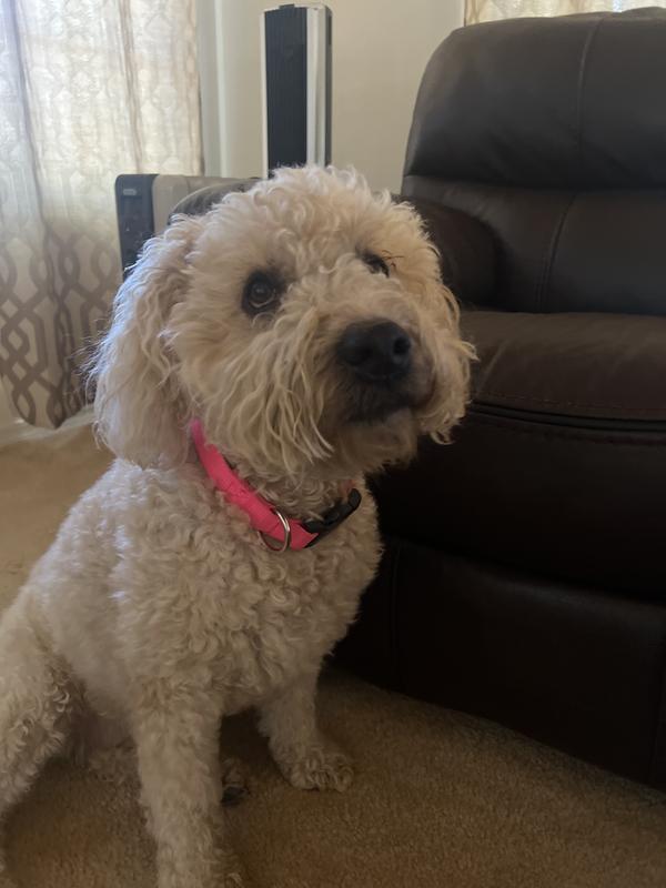 Molly loves her hot pink collar