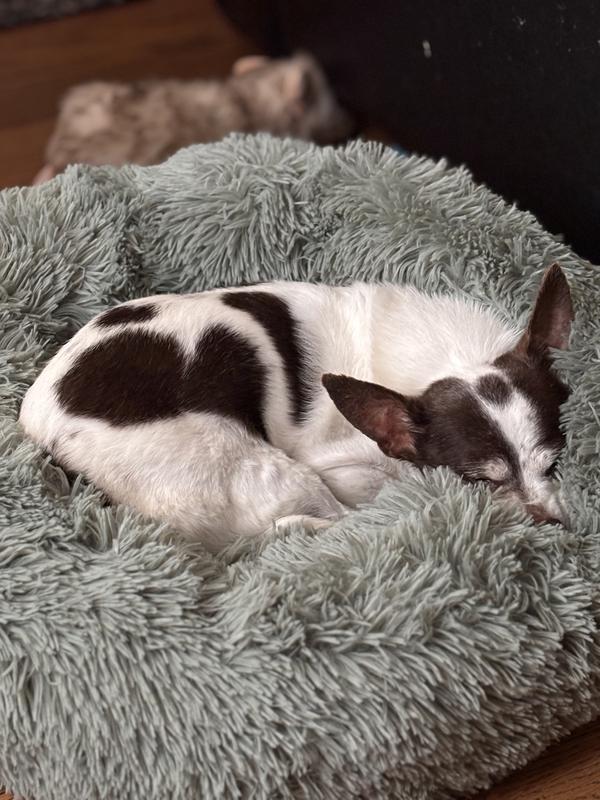 Sweet old man sleeping after his yummy breakfast!