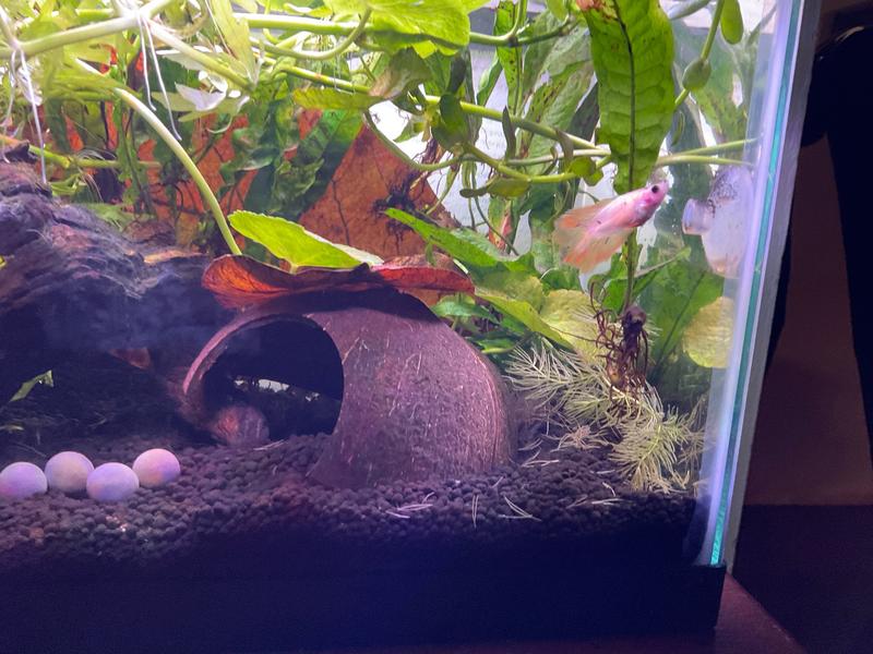 Betta cave cheap