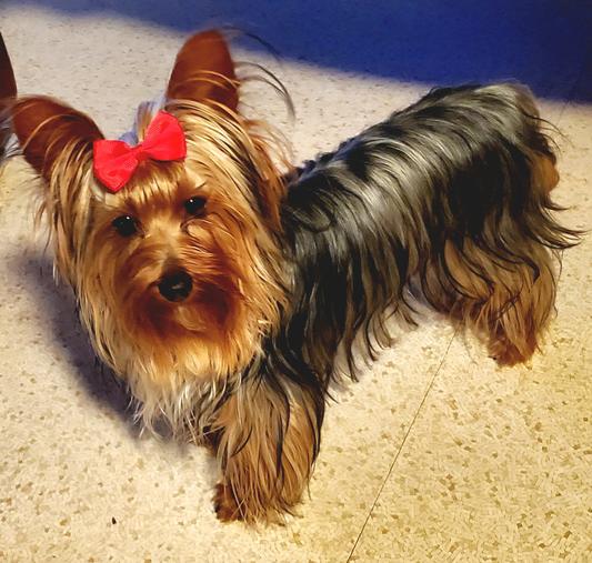 PET SILK Top Knot Dog & Cat Gel, 4fl oz bottle