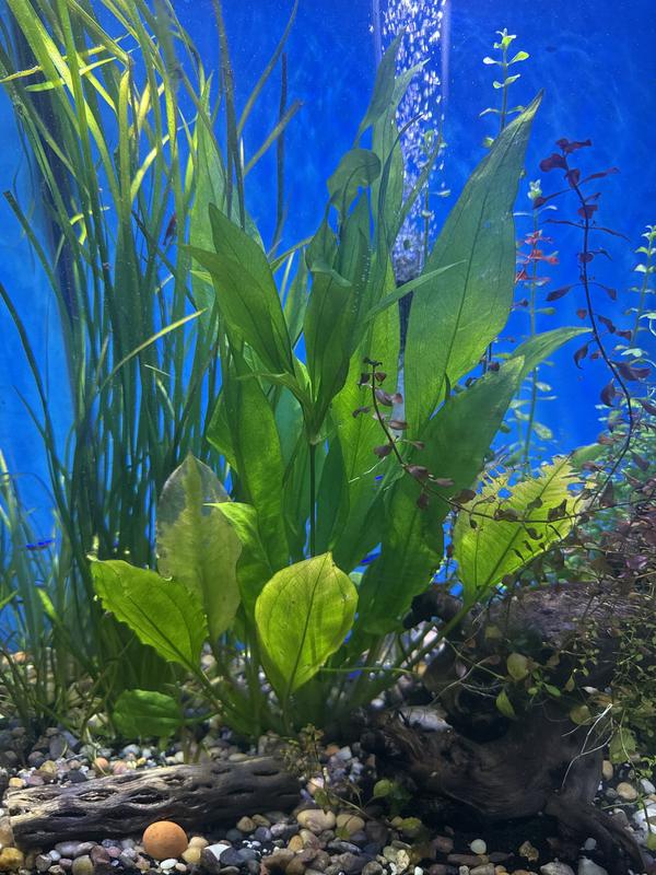 gladiolus plant Coral Crush Gladiolus