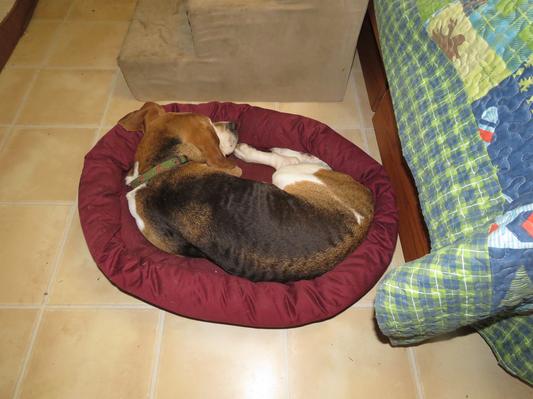 Jethro, coonhound. Big dogs just love those little beds.