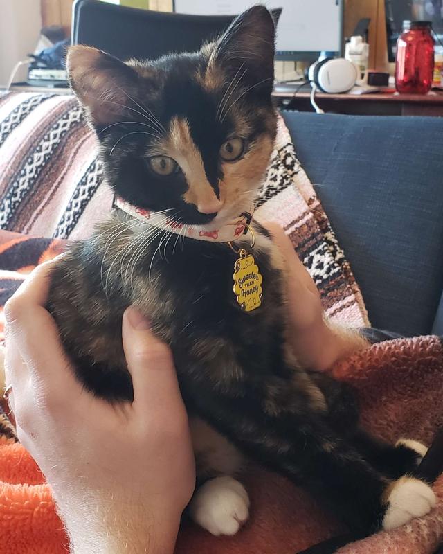 3-month-old Honeycrisp