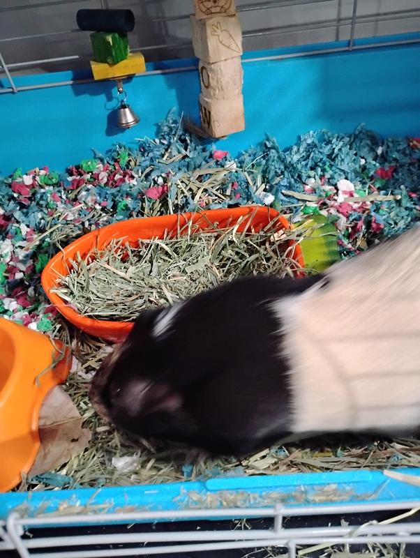 Oreo Loves His Hay