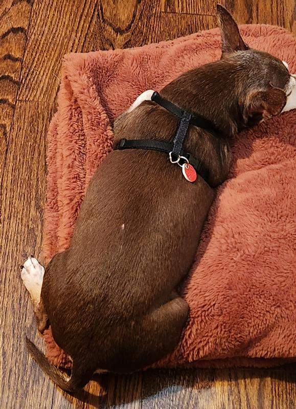 Keeps his coat shiny