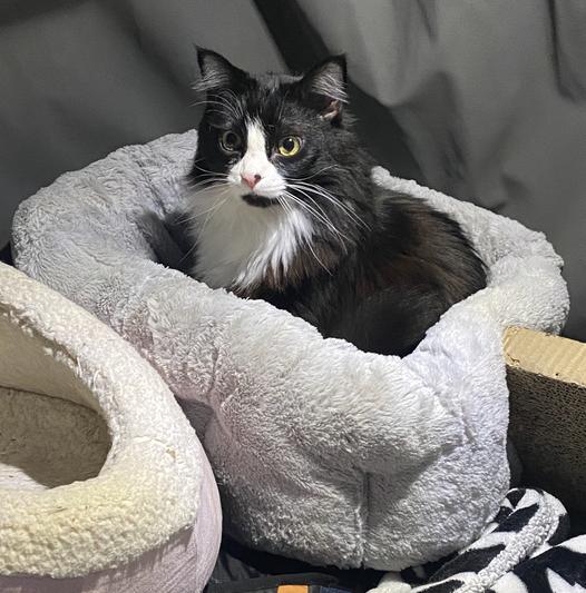 16 pound floofy kitty in his bed
