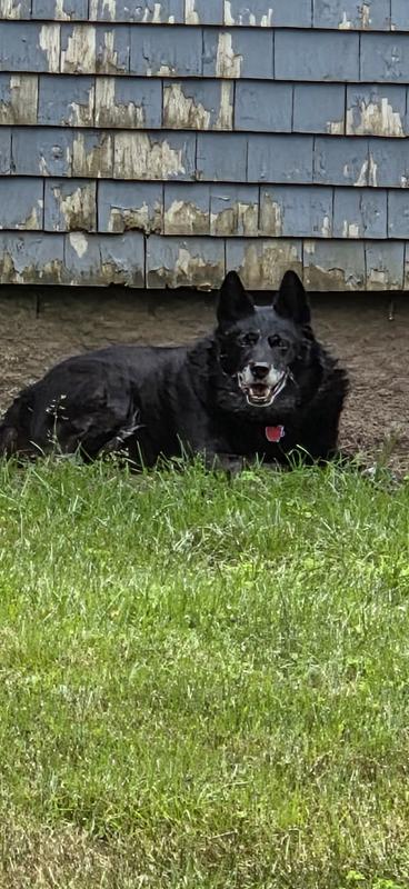 12 yr old retired sleddog.