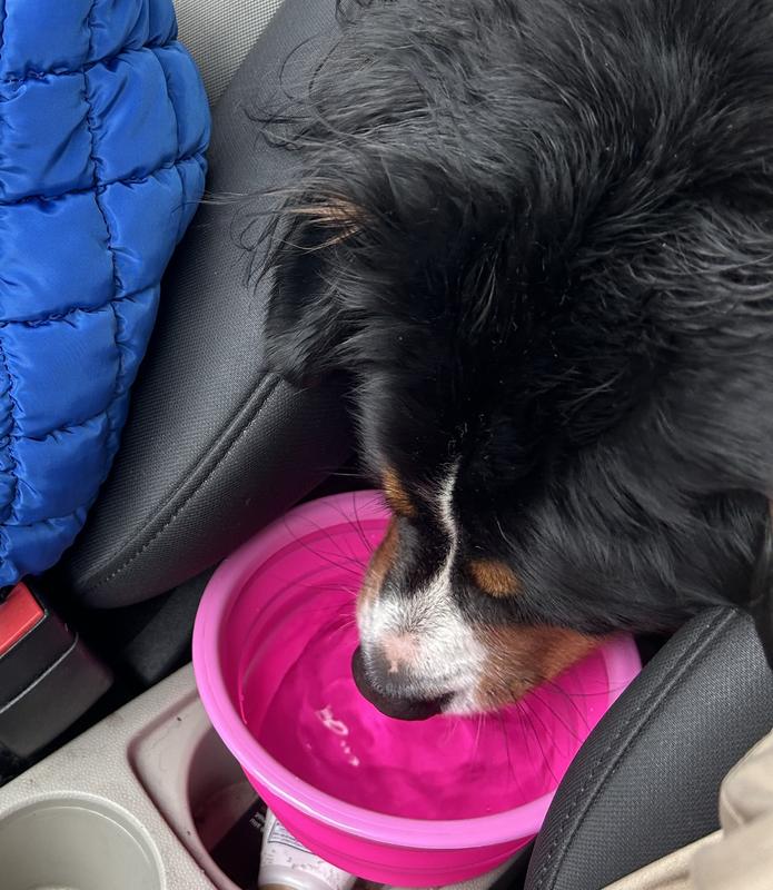 Travel Big Dog Bowl with Carabiner TEAL