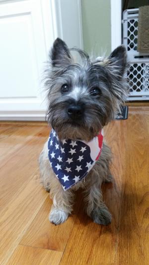 Vet's best enzymatic dental gel toothpaste sales