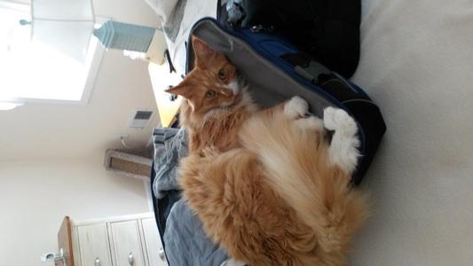 Thinking about stowing away so I can go to UT