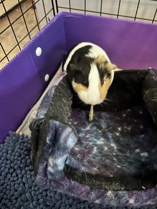 Violet enjoys her timothy flowers!