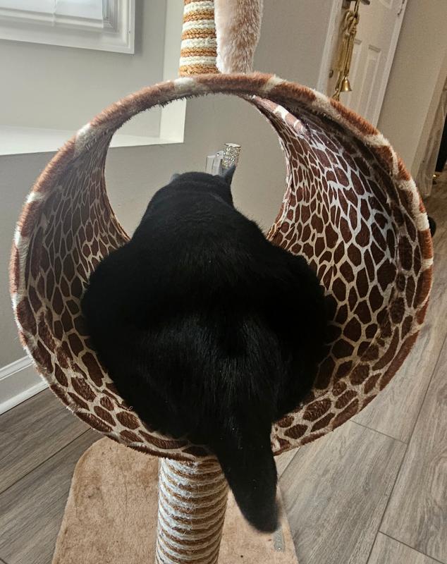 Kitty relaxing in the Giraffe!