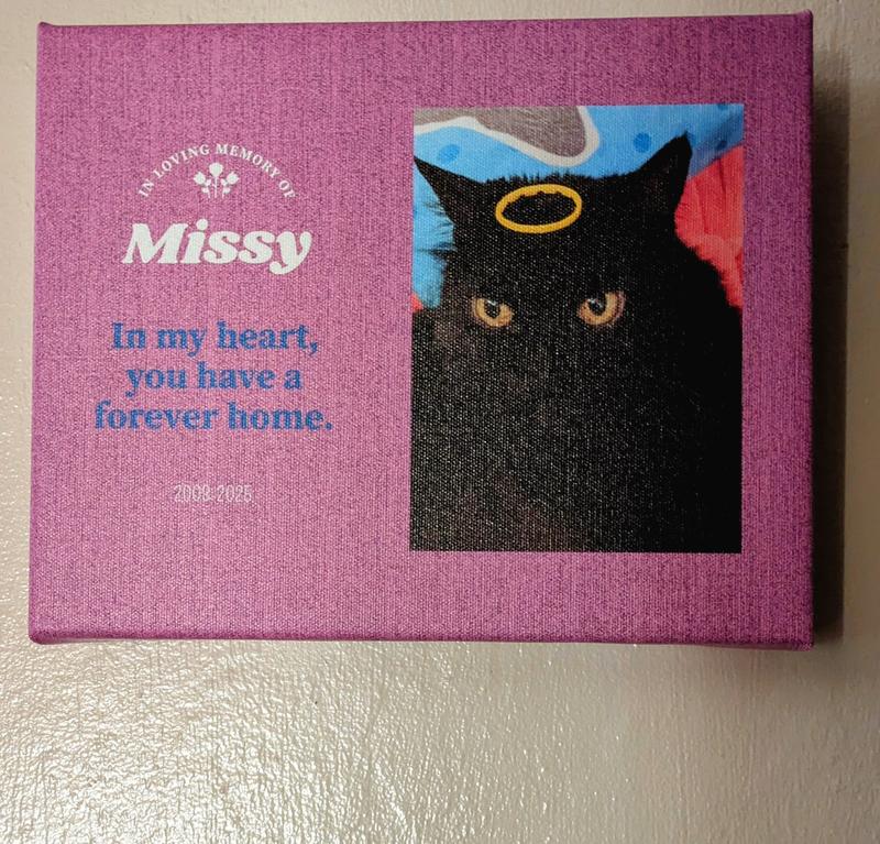 Missy 2008-2025