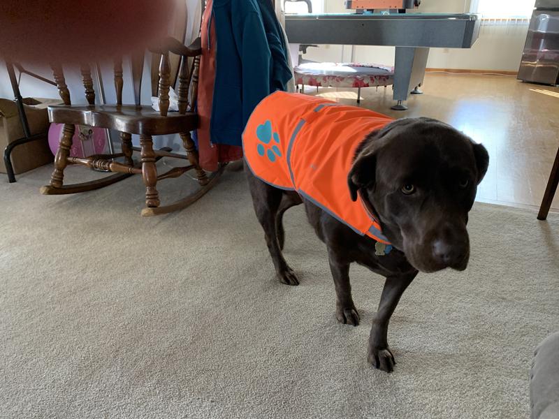 SAFETYPUP XD Reflective Dog Vest, Orange, Large - Chewy.com