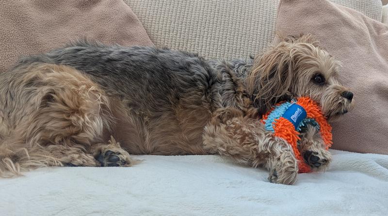 Small dog holding new toy