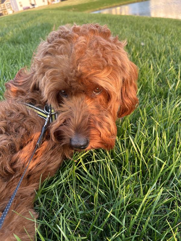 Ornery giving mom the stare