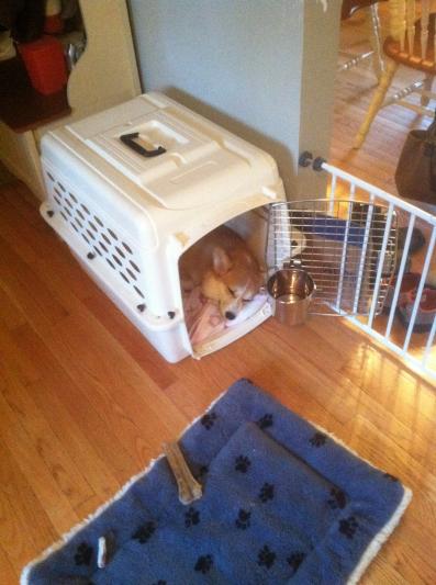 Ellie tucks herself in her crate