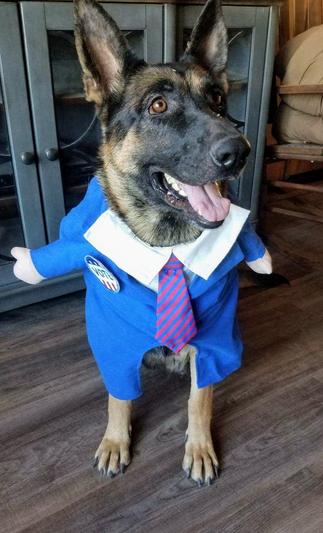 I declare PetKind Tripe the winner!