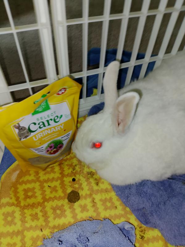 Here is the rabbit choosing to ignore the treat, just before she started chewing on the bag
