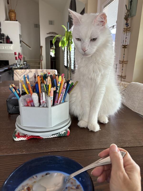 Caruso wants my cereal, but can’t have it!