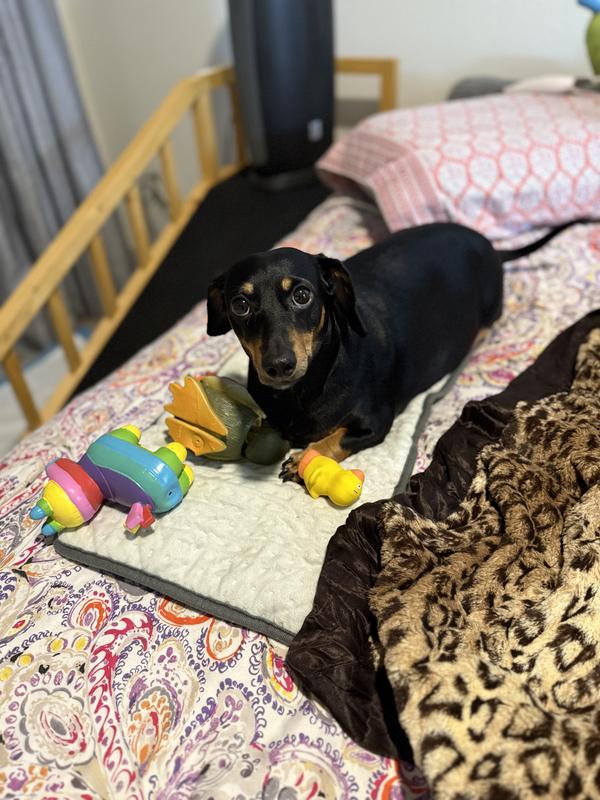 Lil’ Ducky and friends